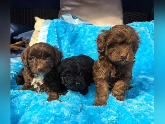 Goldendoodle mini et moyen Schnoodle cockapoo disponible