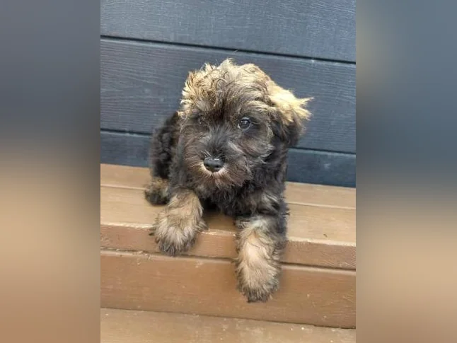 Goldendoodle mini et moyen Schnoodle cockapoo disponible thumbnail 9