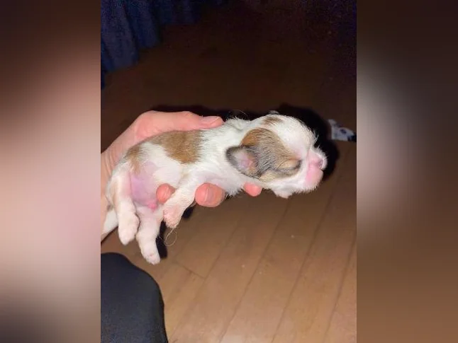 Shih tzu miniature thumbnail 2