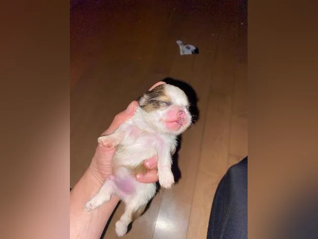 Shih tzu miniature