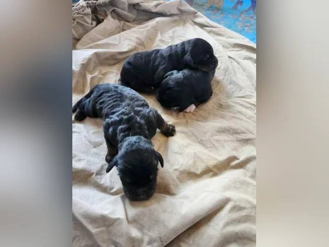 chiots bernedoodle a venir thumbnail 5