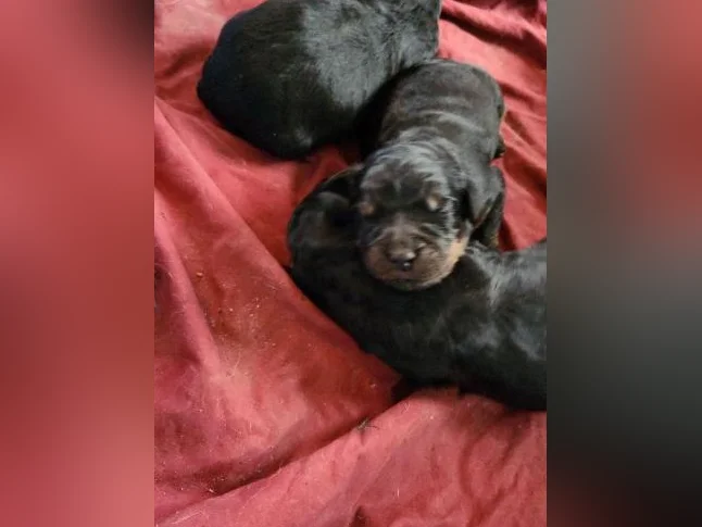 chiots bernedoodle a venir thumbnail 2