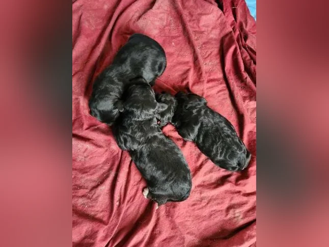 chiots bernedoodle a venir thumbnail 3