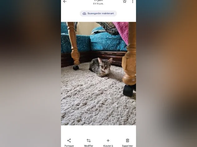 Chat bengal thumbnail 5