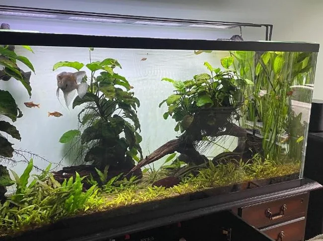 Aquarium de marque MIRACLE  & filtre Fluval FX-6 thumbnail 2