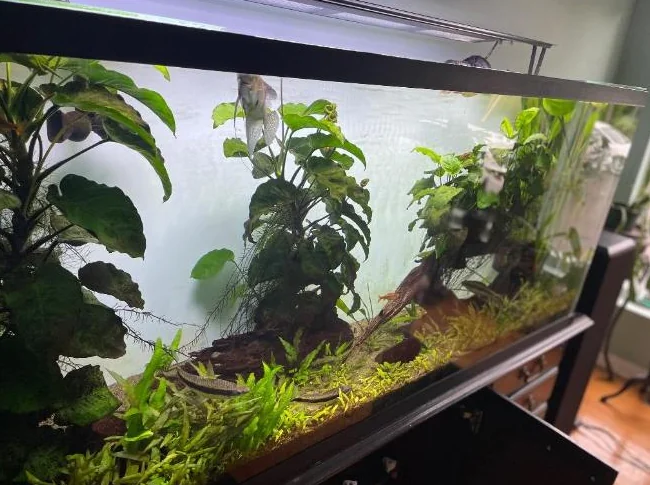 Aquarium de marque MIRACLE  & filtre Fluval FX-6 thumbnail 5