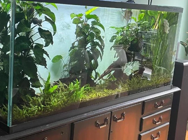 Aquarium de marque MIRACLE  & filtre Fluval FX-6