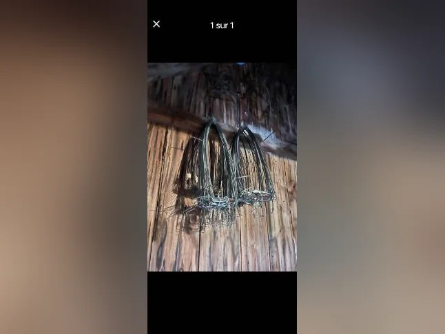 46 moules pour rat musquée