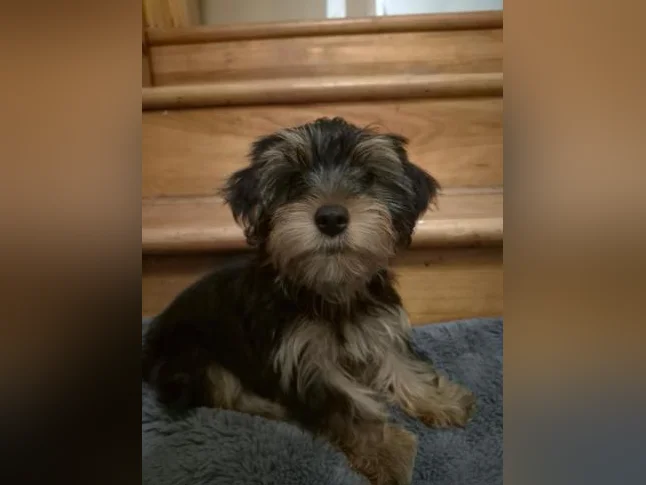 Magnifique chiot Yorkshire Morkie mâle thumbnail 2