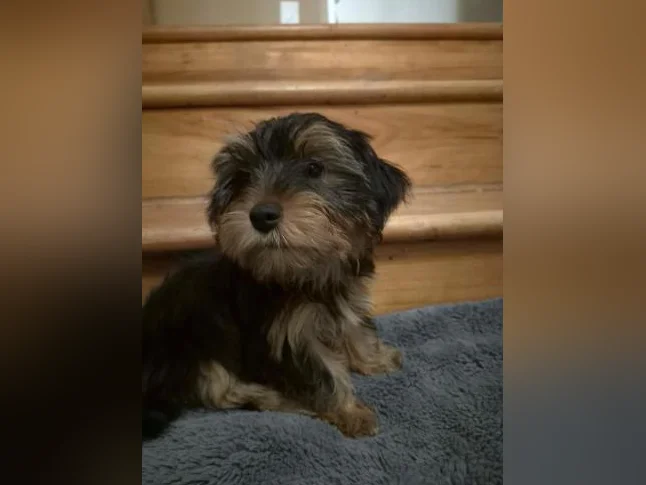 Magnifique chiot Yorkshire Morkie mâle