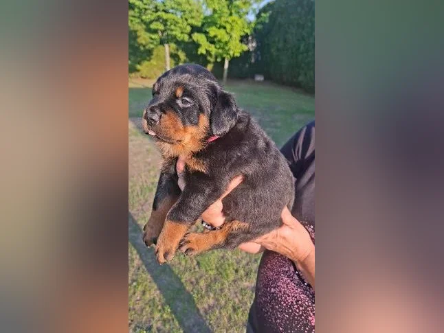 2 Belles (dont une en attente) 1 femelles Rottweiler a vendre.