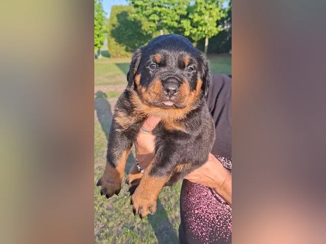 2 Belles (dont une en attente) 1 femelles Rottweiler a vendre. thumbnail 2