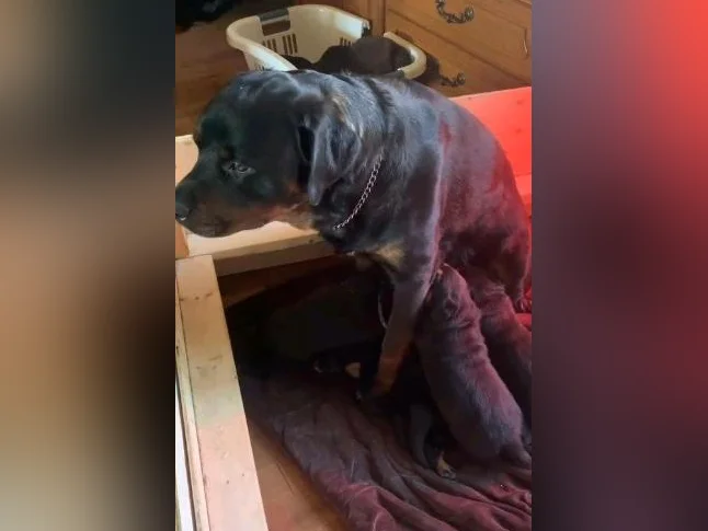 2 Belles (dont une en attente) 1 femelles Rottweiler a vendre. thumbnail 10
