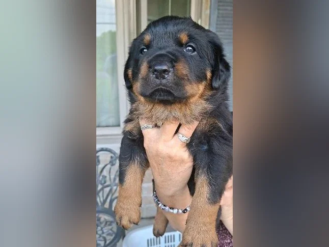 2 Belles (dont une en attente) 1 femelles Rottweiler a vendre. thumbnail 4