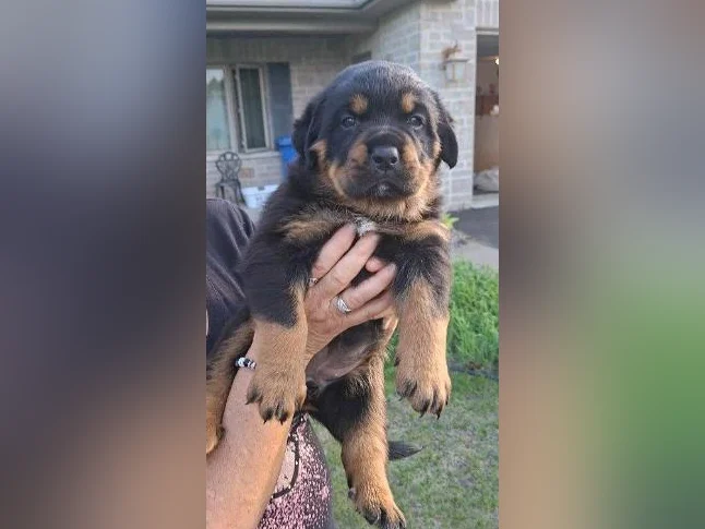 2 Belles (dont une en attente) 1 femelles Rottweiler a vendre. thumbnail 5