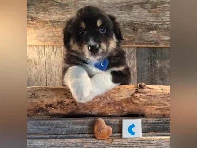 Chiots croisés Bouvier/Husky (PÈRE) X Border Colley / Berger Australien (MÈRE) thumbnail 3