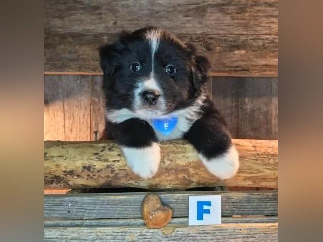 Chiots croisés Bouvier/Husky (PÈRE) X Border Colley / Berger Australien (MÈRE) thumbnail 6
