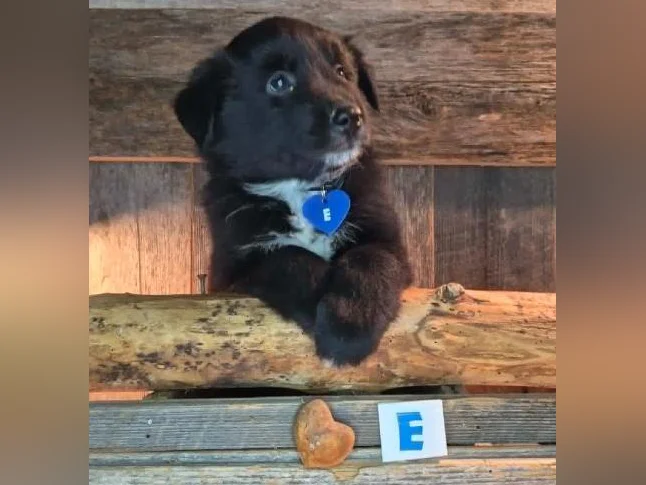 Chiots croisés Bouvier/Husky (PÈRE) X Border Colley / Berger Australien (MÈRE) thumbnail 5