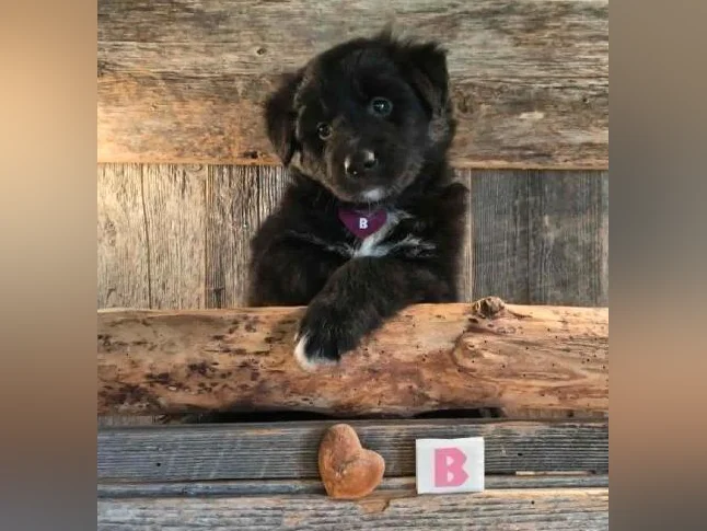 Chiots croisés Bouvier/Husky (PÈRE) X Border Colley / Berger Australien (MÈRE) thumbnail 2