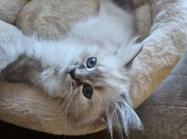 Ragdoll Persan thumbnail 9