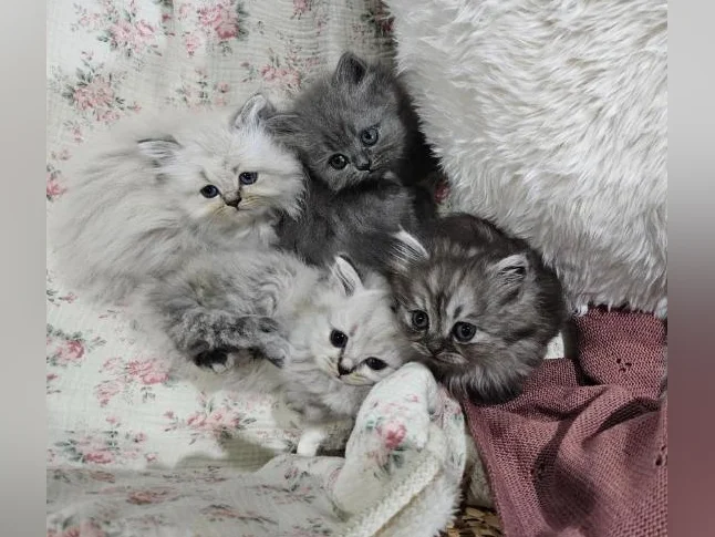 Ragdoll Persan