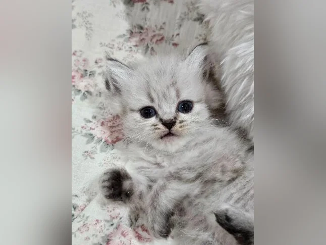 Ragdoll Persan thumbnail 4