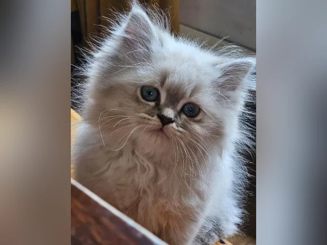 Ragdoll Persan thumbnail 5