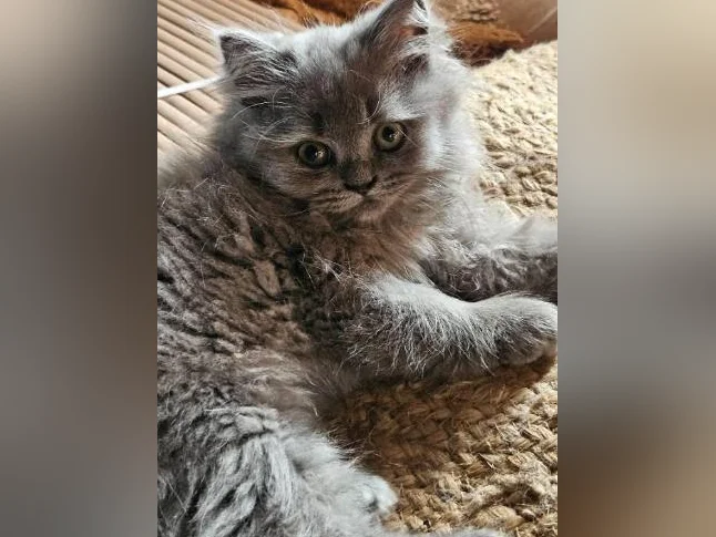 Ragdoll Persan thumbnail 8
