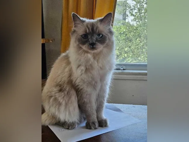 Ragdoll Persan thumbnail 6