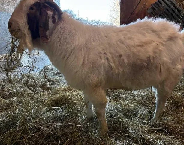 TÉNOR - splendide bouc BOER reproducteur à vendre thumbnail 4