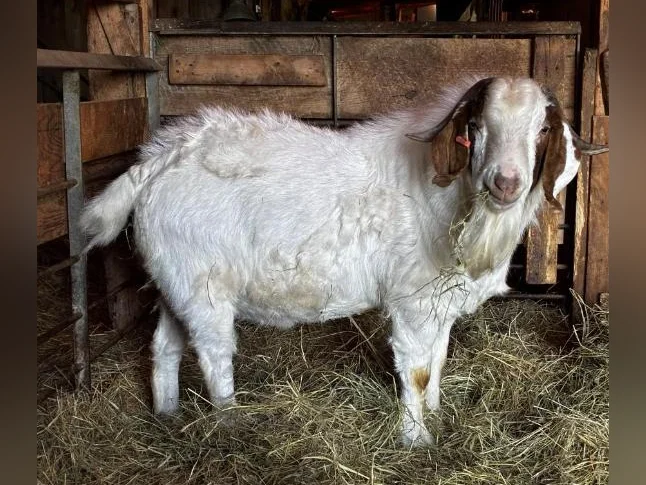 TÉNOR - splendide bouc BOER reproducteur à vendre thumbnail 3