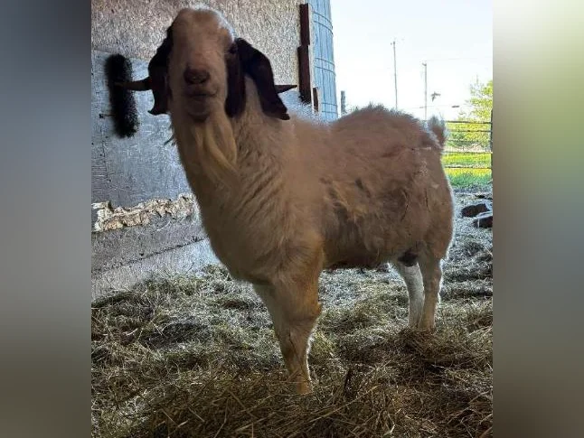 TÉNOR - splendide bouc BOER reproducteur à vendre thumbnail 2