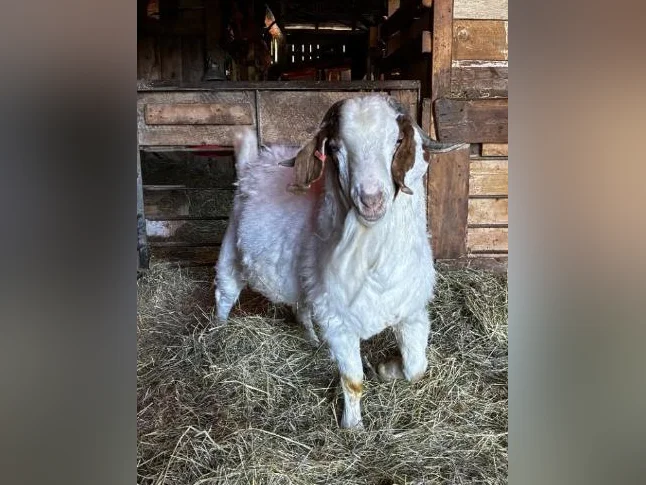 TÉNOR - splendide bouc BOER reproducteur à vendre