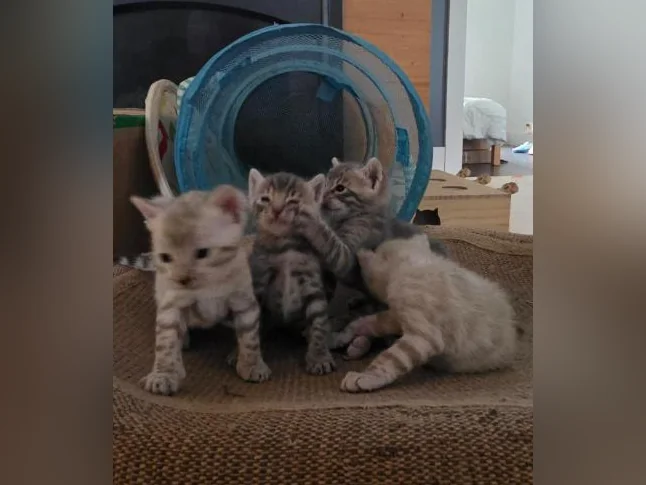 Chatons Bengal thumbnail 5