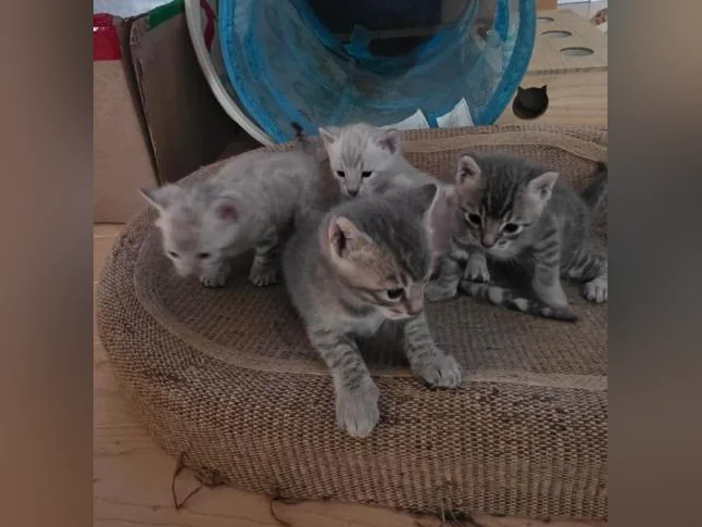 Chatons Bengal thumbnail 2
