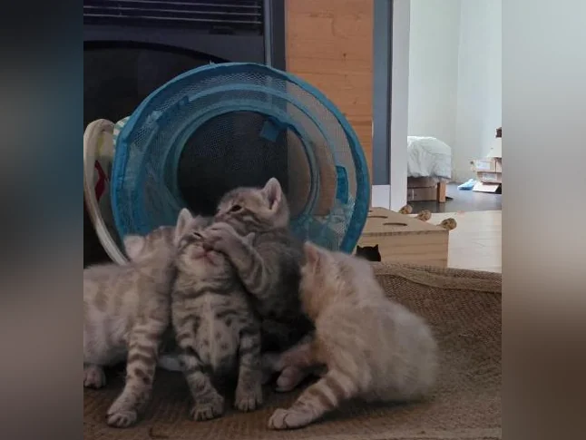 Chatons Bengal thumbnail 3