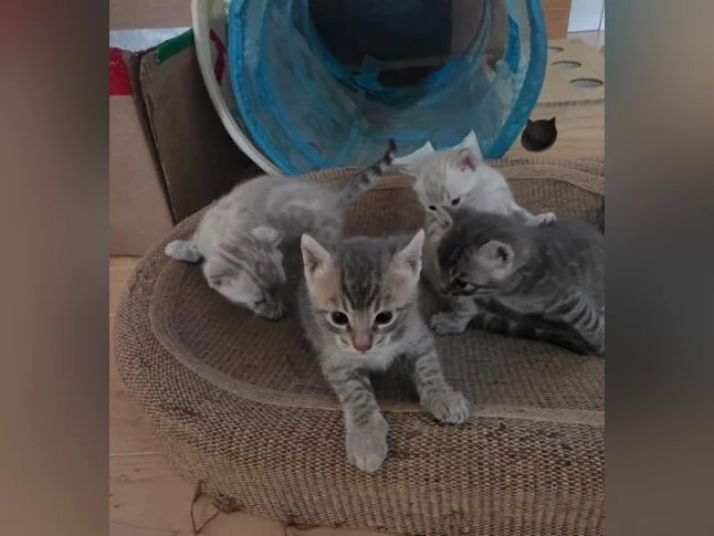 Chatons Bengal