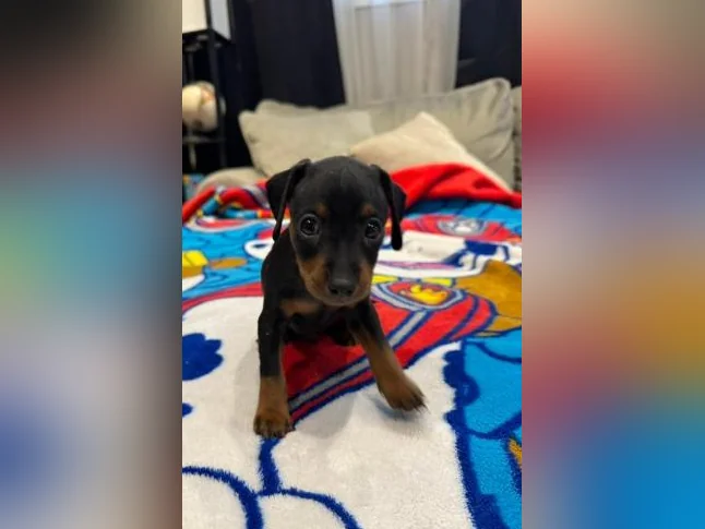 1 mâles Pinscher nain noir et feu thumbnail 3