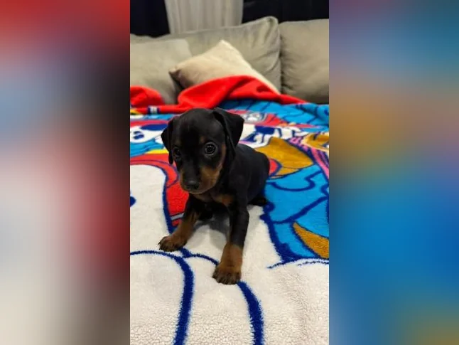 1 mâles Pinscher nain noir et feu thumbnail 2