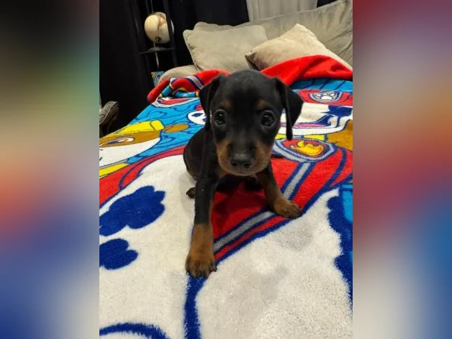 1 mâles Pinscher nain noir et feu thumbnail 4