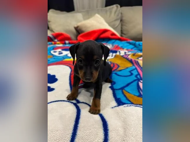1 mâles Pinscher nain noir et feu
