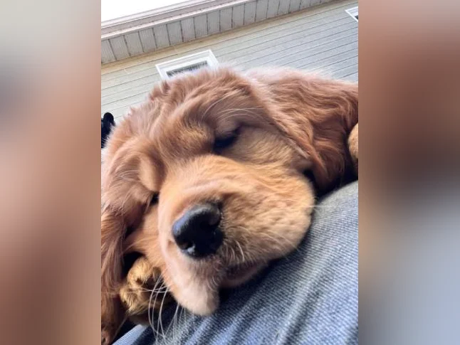 Chiot Golden retreiver thumbnail 3