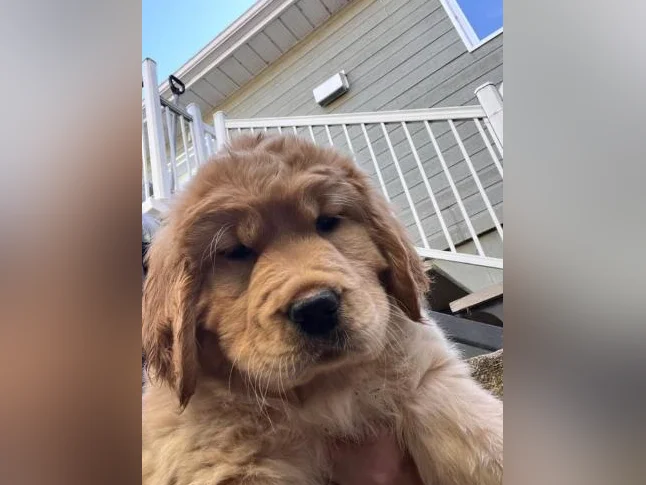 Chiot Golden retreiver thumbnail 4
