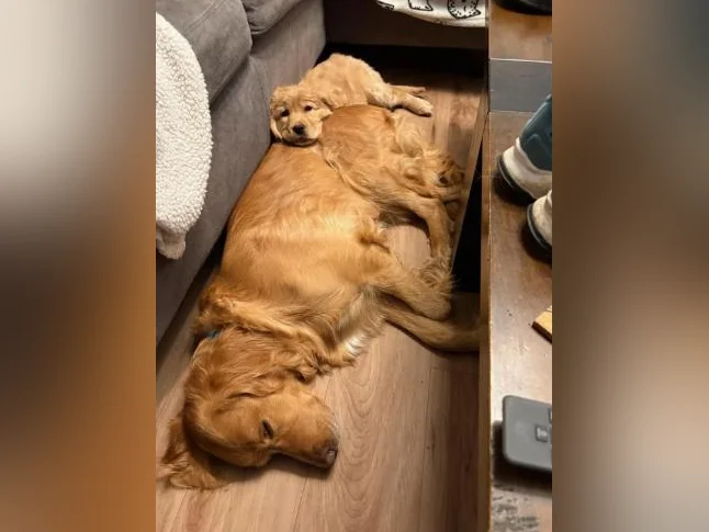 Chiot Golden retreiver thumbnail 2