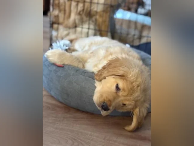 Chiot Golden retreiver