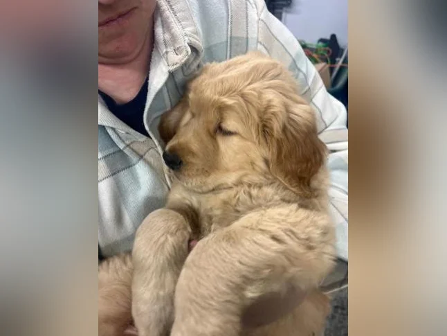 Chiot Golden retreiver thumbnail 5