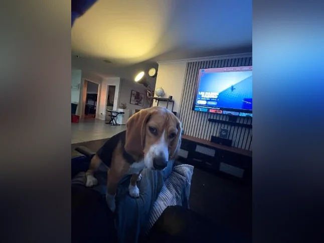 Chien beagle thumbnail 2