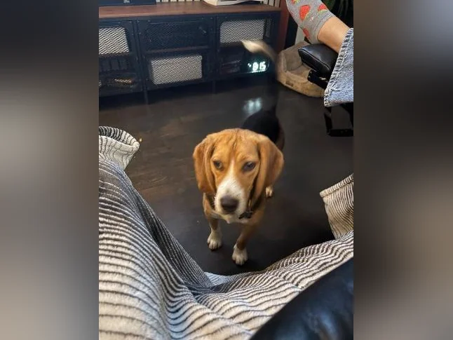 Chien beagle