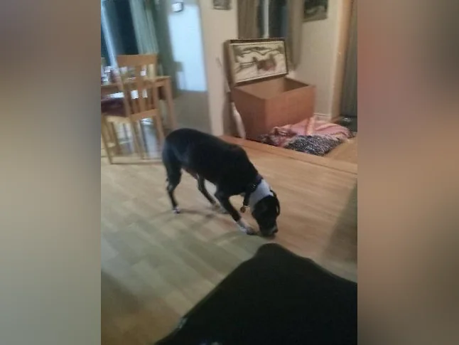 Garderie pour chien 20 dollars par jours 4508891650 thumbnail 4