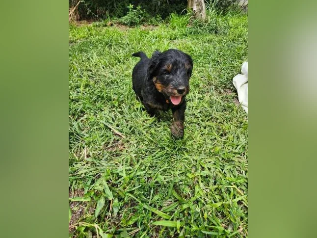 Chiot bernedoodle derniere femelle disponible thumbnail 3